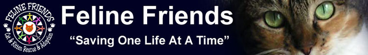 Feline Friends