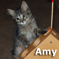 Adopt Amy