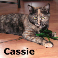 Adopt Cassie