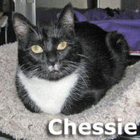 Adopt Chessie