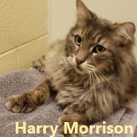 Adopt Harry Morrison