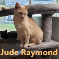 Adopt Jude Raymond