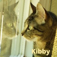 Adopt Kibby