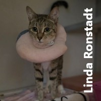 Adopt Linda Ronstadt