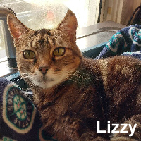 Adopt Lizzy
