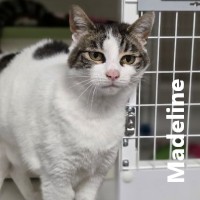 Adopt Madeline