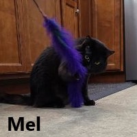 Adopt Mel