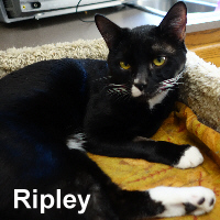 Adopt Ripley