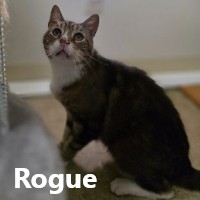 Adopt Rogue