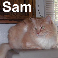 Adopt Sam