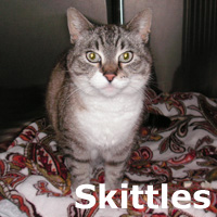 Adopt Skittles