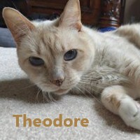Adopt Theodore