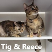 Adopt Tig and Reece
