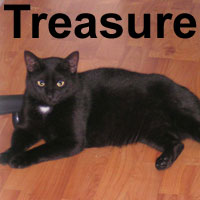Adopt Treasure