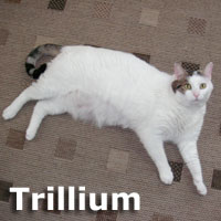 Adopt Trillium