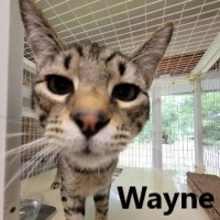Adopt Wayne