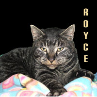 Adopt Royce