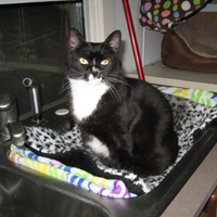 Cat House Featured Feline