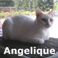 Adopt Angelique