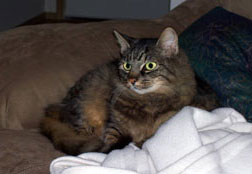 Diesel's Happy Story