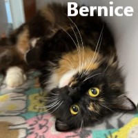 Adopt Bernice