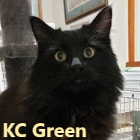 Adopt KC Green