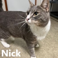 Adopt KC Nick