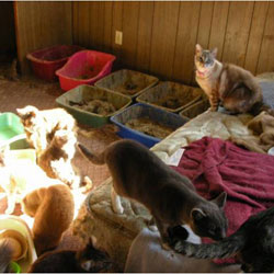 Special Rescue in Thurston County